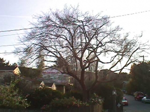 Chinese Elm (After)