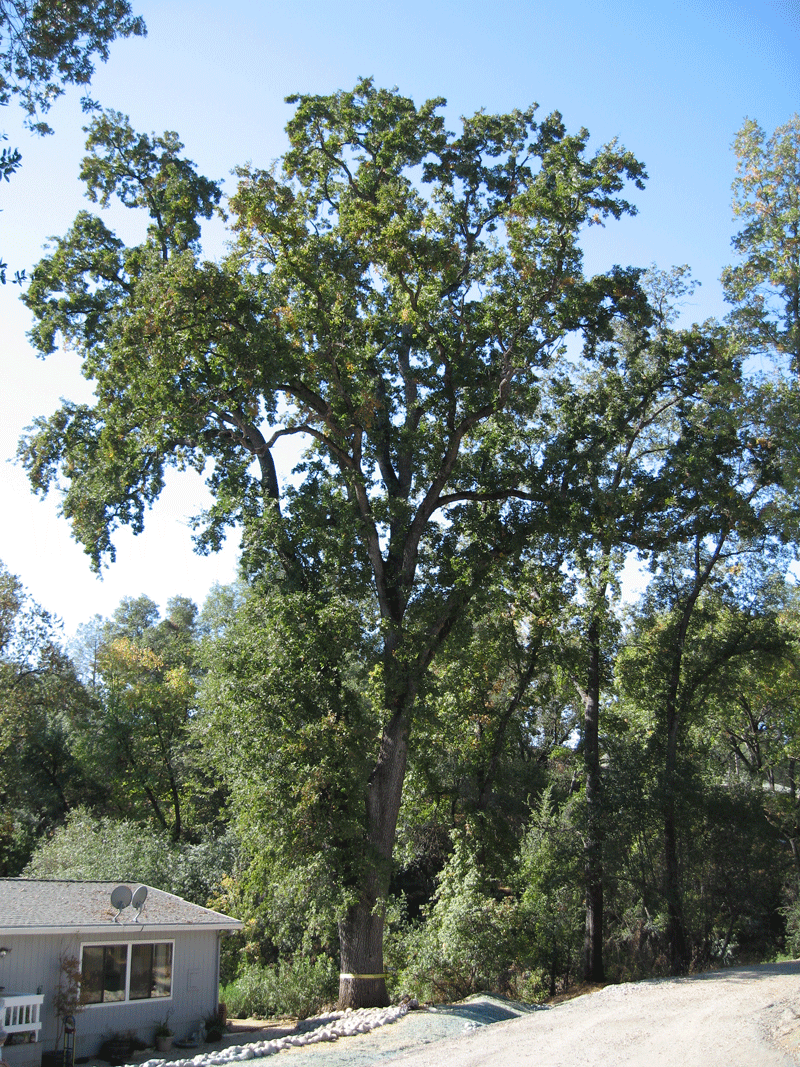 24/7 Emergency Tree Removal Emerald Hills CA - Redwood City Stump Grinding - Neck of the Woods - IMG_0093