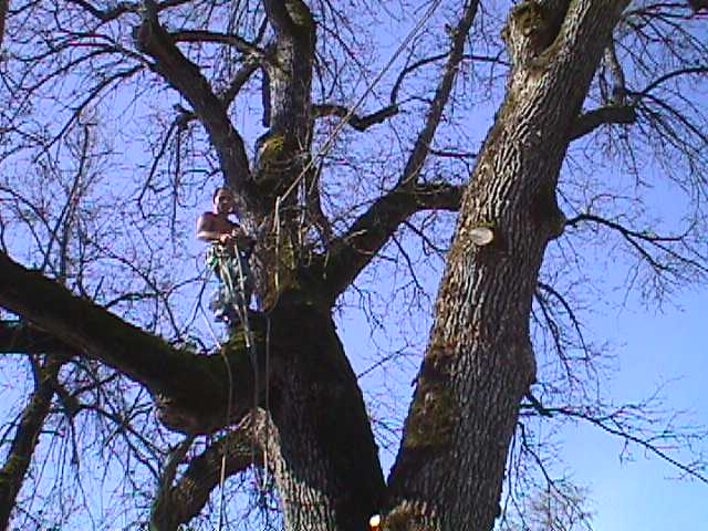 Tree Cabling & Bracing Emerald Hills CA - Redwood City Tree Service - Neck of the Woods - MVC-008S