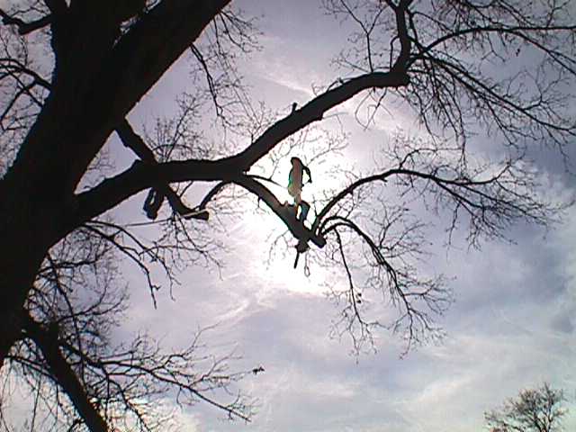 Tree Pruning Emerald Hills CA - Redwood City Tree Trimming - Neck of the Woods Tree Service - MVC-012S