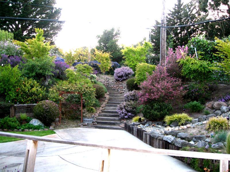 Tree Planting & Moving Emerald Hills CA - Redwood City Shrub Selection - Neck of the Woods - Planting